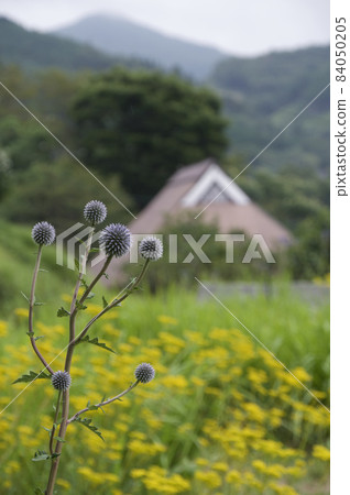 Mikawachi where Higotai blooms Mikawachi where Higotai blooms 84050205