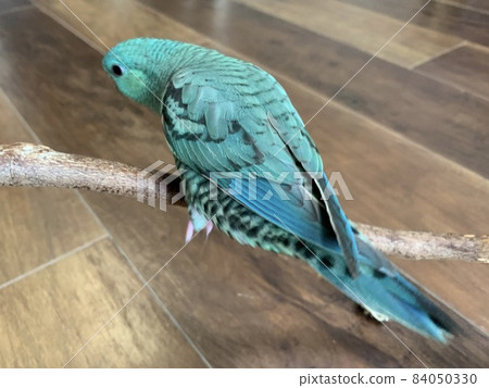 綠松石藍色長尾小鸚鵡 綠松石藍色長尾小鸚鵡 84050330