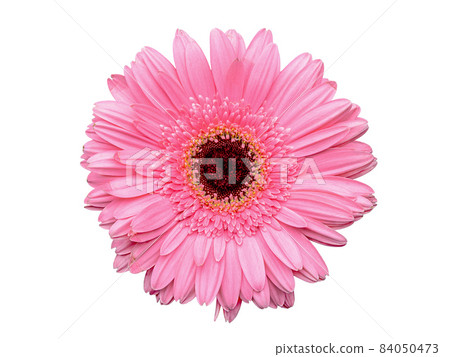 pink gerbera isolated pink gerbera isolated 84050473