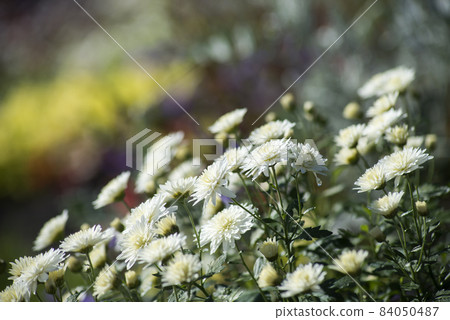 Closeup of white chrysanthemums in a public garden Closeup of white chrysanthemums in a public garden 84050487