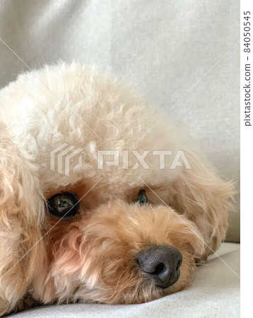 玩具貴賓犬的配置文件 玩具貴賓犬的配置文件 84050545