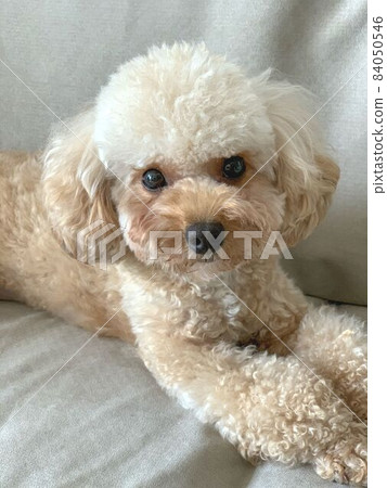 玩具貴賓犬在沙發上調情 84050546