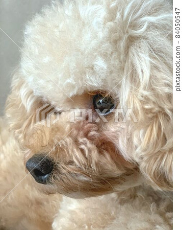 玩具貴賓犬的配置文件 玩具貴賓犬的配置文件 84050547