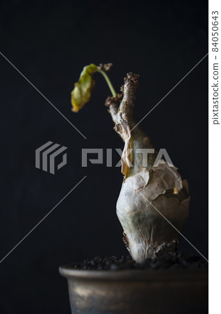 菊苣 菊苣 84050643