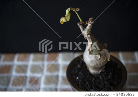 Kifostemma Betiforme 84050652