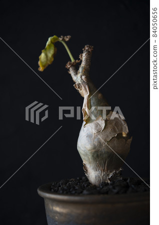 Kifostemma Betiforme 84050656