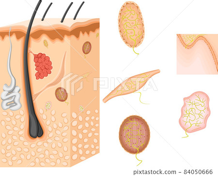 皮膚感覺圖 84050666
