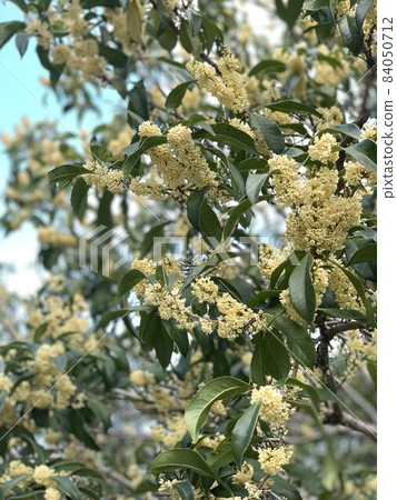 White osmanthus (Ginmokusei) White osmanthus (Ginmokusei) 84050712