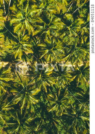 Palm tree jungle with road in Siargao, philippines. Aerial drone shot. 84051118