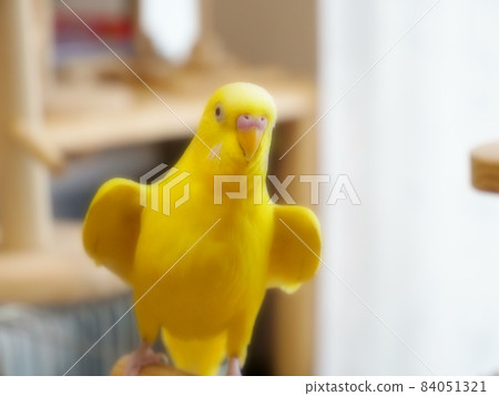 Budgerigar Lucino Wakiwaki 84051321