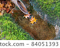 Autumn leaves 84051393