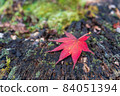 Autumn leaves fallen leaves 84051394