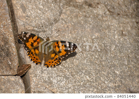 The orange butterfly Vanessa cardui is hunted by a lizard, the head of the lizard peeks out from under the ground. The orange butterfly Vanessa cardui is hunted by a lizard, the head of the lizard peeks out from under the ground. 84051440