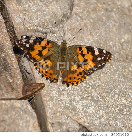 The orange butterfly Vanessa cardui is hunted by a lizard, the head of the lizard peeks out from under the ground. The orange butterfly Vanessa cardui is hunted by a lizard, the head of the lizard peeks out from under the ground. 84051610