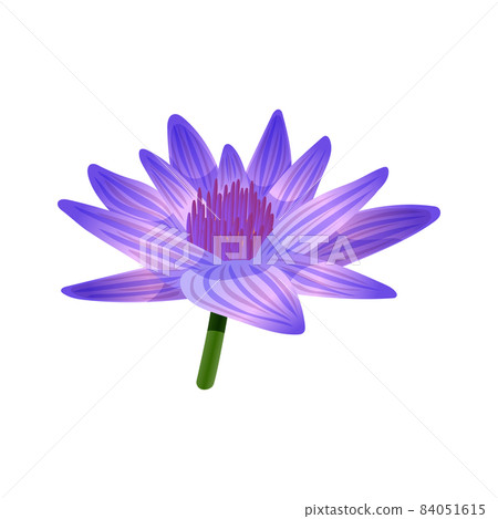 Blue Lotus Flower Composition Blue Lotus Flower Composition 84051615
