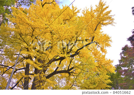 Ginkgo 84051662