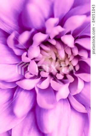 Abstract floral background, purple chrysanthemum flower. Macro flowers backdrop for holiday brand design Abstract floral background, purple chrysanthemum flower. Macro flowers backdrop for holiday brand design 84051843