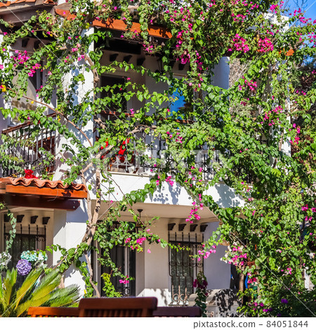 Beautiful pink and white begonville flowers on traditional summer house. Mediterranean plants in the garden. Beautiful pink and white begonville flowers on traditional summer house. Mediterranean plants in the garden. 84051844