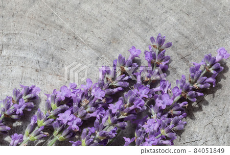 Lavender flowers on a gray background of an old stump Lavender flowers on a gray background of an old stump 84051849