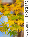 Autumn leaves 84052970
