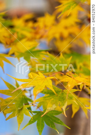 Autumn leaves Autumn leaves 84052970