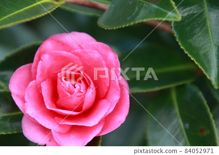 Sasanqua flowers Sasanqua flowers 84052971