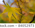 Autumn leaves 84052973
