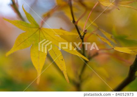 Autumn leaves 84052973
