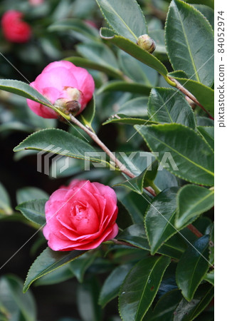 Sasanqua花 Sasanqua花 84052974