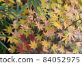 Autumn leaves fallen leaves 84052975
