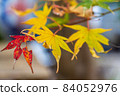 Autumn leaves 84052976