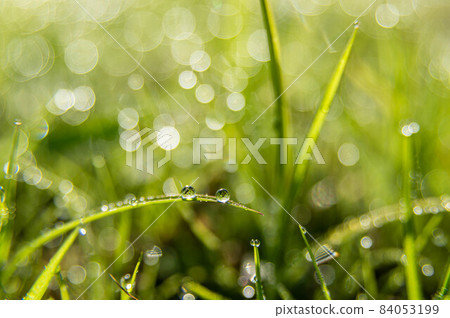Wild grass with morning dew Nature Photo Wild grass with morning dew Nature Photo 84053199