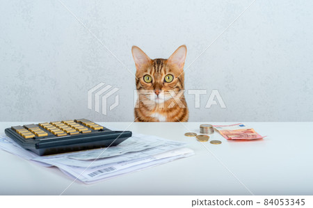 Domestic cat looks at receipts with a calculator on the table Domestic cat looks at receipts with a calculator on the table 84053345