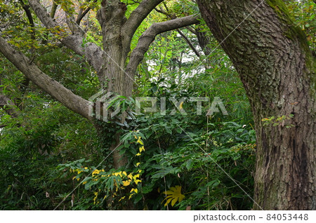 In the forest, Jingashitake Valley Park << Yokohama City >> In the forest, Jingashitake Valley Park << Yokohama City >> 84053448