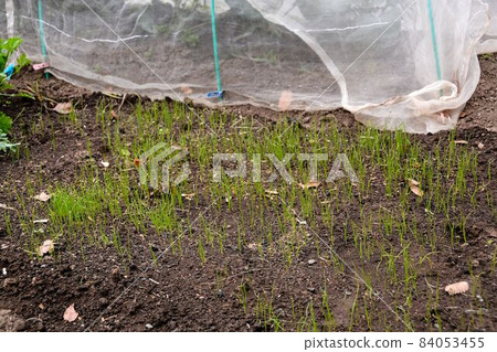 Early winter kitchen garden scenery Early winter kitchen garden scenery 84053455