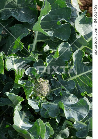 Early winter kitchen garden scenery Early winter kitchen garden scenery 84053458