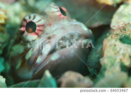 口腔護理期間的喬魚（青蛙方頭魚） 84053467