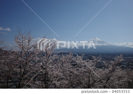 從山梨縣新倉山淺間公園看到的藍天下的櫻花和富士山閃耀 84053553