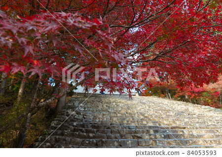 Autumn leaves of Jingo-ji Autumn leaves of Jingo-ji 84053593