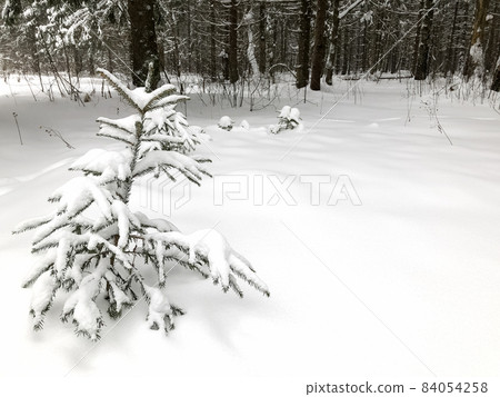 Small fir tree covered with snow pick out of snowdrift in winter forest 84054258