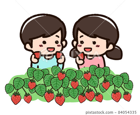 Children enjoy strawberry picking Children enjoy strawberry picking 84054335