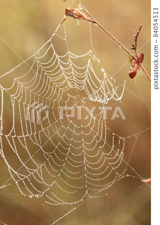 Cobweb of grass lawn 84054513