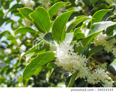 Holly osmanthus flower 84054544