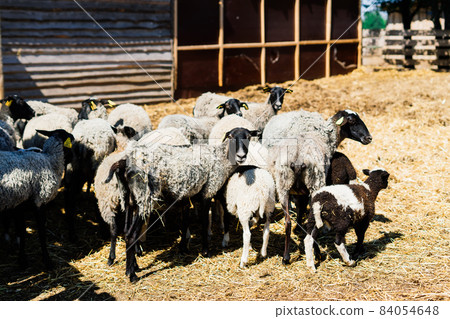 Group of funny sheeps. Portrait of sheep on the farm. Group of funny sheeps. Portrait of sheep on the farm. 84054648