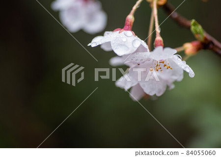 被雨淋濕的櫻花 被雨淋濕的櫻花 84055060