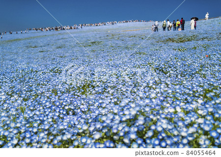 遊人如織的“見晴之丘”花田[茨城縣常陸那珂市日立海濱公園] 84055464