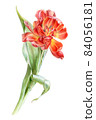 Red tulip watercolor illustration on white background 84056181