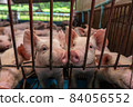 Young pigs in hog farms, Pig industry 84056552