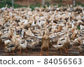 A lot of ducks at Open farm in vietnam, leader of ducks Spread wings, agriculture and traditional culture in asian country, animal and livestock concept 84056563