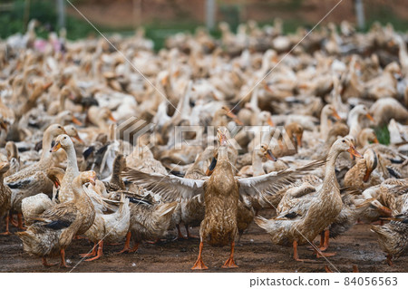 A lot of ducks at Open farm in vietnam, leader of ducks Spread wings, agriculture and traditional culture in asian country, animal and livestock concept A lot of ducks at Open farm in vietnam, leader of ducks Spread wings, agriculture and traditional culture in asian country, animal and livestock concept 84056563